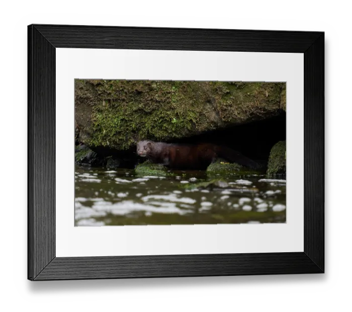 Framed Print : American mink (Neovison vison) peering out from under a boulder along riverbank, River Tame, Greater Manchester, UK. April Framed Print : American mink (Neovison vison) peering out from under a boulder along riverbank, River Tame, Greater Manchester, UK. April