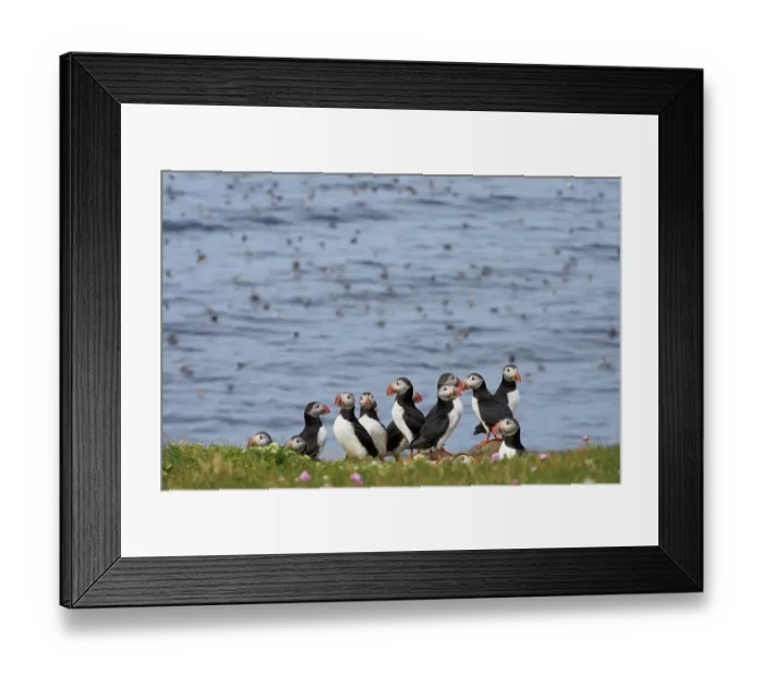 Framed Print : Group of Atlantic puffins (Fratercula arctica) standing on grassy cliff top, Grimsey Island, Iceland. June Framed Print : Group of Atlantic puffins (Fratercula arctica) standing on grassy cliff top, Grimsey Island, Iceland. June