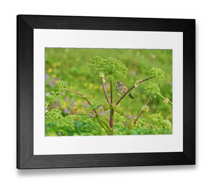 Framed Print : Redwing (Turdus iliacus) fledgling perched on Angelica (Angelica archangelica) stem, Hornvik, Hornstrandir, Iceland. July Framed Print : Redwing (Turdus iliacus) fledgling perched on Angelica (Angelica archangelica) stem, Hornvik, Hornstrandir, Iceland. July