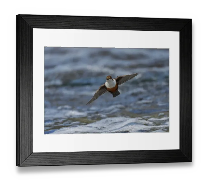 Framed Print : White-throated dipper (Cinclus cinclus) flying low over river, River Tame, Greater Manchester, UK. April Framed Print : White-throated dipper (Cinclus cinclus) flying low over river, River Tame, Greater Manchester, UK. April