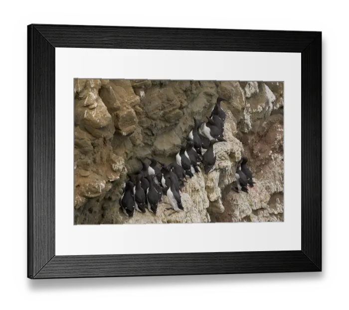 Framed Print : Common guillemot (Uria aalge) flock and Brunnich's guillemot (Uria lomvia) perched on cliff face, Grimsey Island, Iceland. June Framed Print : Common guillemot (Uria aalge) flock and Brunnich's guillemot (Uria lomvia) perched on cliff face, Grimsey Island, Iceland. June