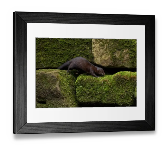 Framed Print : American mink (Neovison vison) climbing over stones along riverbank, River Tame, Greater Manchester, UK. April Framed Print : American mink (Neovison vison) climbing over stones along riverbank, River Tame, Greater Manchester, UK. April