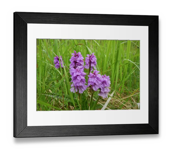 Framed Print : Heath spotted orchid (Dactylorhiza maculata) in flower, Hornvik, Hornstrandir, Iceland. July Framed Print : Heath spotted orchid (Dactylorhiza maculata) in flower, Hornvik, Hornstrandir, Iceland. July