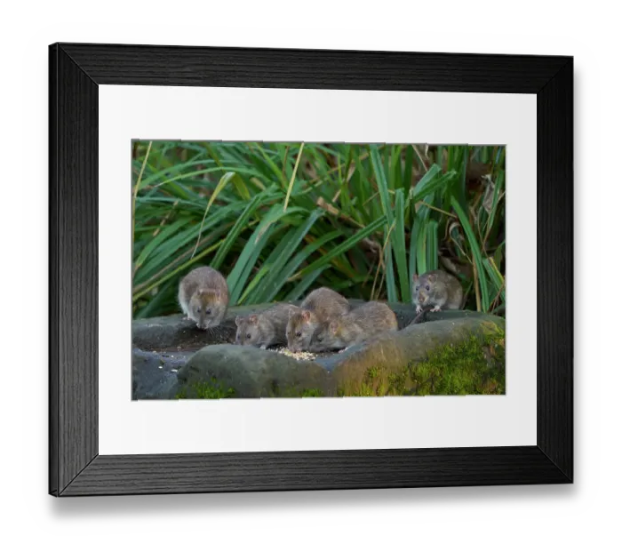 Framed Print : Group of Brown rats (Rattus norvegicus) feeding on bird seed, Reddish Vale Country Park, Greater Manchester. January Framed Print : Group of Brown rats (Rattus norvegicus) feeding on bird seed, Reddish Vale Country Park, Greater Manchester. January