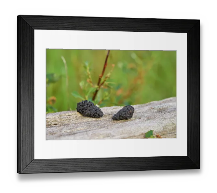 Framed Print : Arctic fox (Vulpes lagopus) scat comprised entirely of beetle and insect cases, Hornvik, Hornstrandir, Iceland. July Framed Print : Arctic fox (Vulpes lagopus) scat comprised entirely of beetle and insect cases, Hornvik, Hornstrandir, Iceland. July