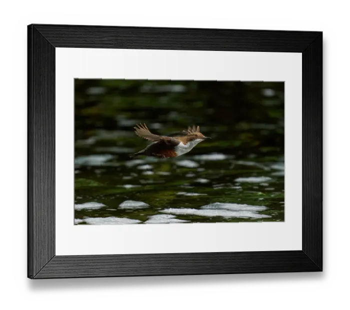 Framed Print : White-throated dipper (Cinclus cinclus) flying low over river, River Tame, Greater Manchester, UK. May Framed Print : White-throated dipper (Cinclus cinclus) flying low over river, River Tame, Greater Manchester, UK. May