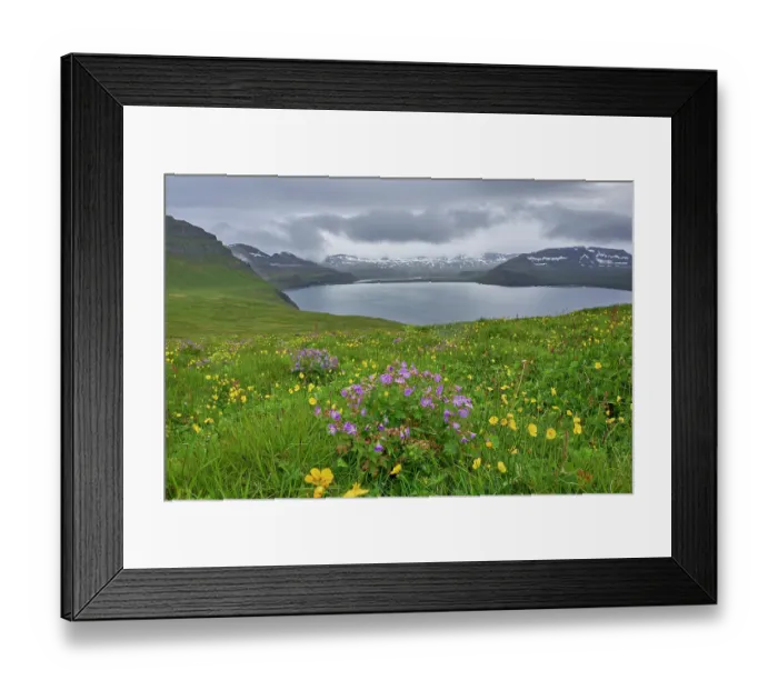 Framed Print : Wood cranesbill (Geranium sylvaticum) and Meadow buttercup (Ranunculus acris) in flower on hillside with lake and mountains in background, Hornvík, Hornstrandir, Iceland. July Framed Print : Wood cranesbill (Geranium sylvaticum) and Meadow buttercup (Ranunculus acris) in flower on hillside with lake and mountains in background, Hornvík, Hornstrandir, Iceland. July