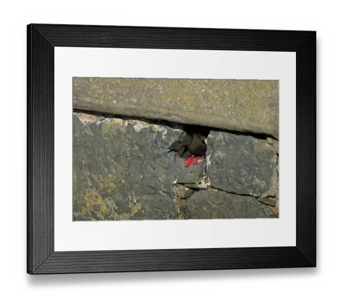 Framed Print : Black guillemot (Cepphus grylle) pair looking out from nest hole in harbour wall, Portpatrick, Dumfries and Galloway, Scotland, UK. March Framed Print : Black guillemot (Cepphus grylle) pair looking out from nest hole in harbour wall, Portpatrick, Dumfries and Galloway, Scotland, UK. March