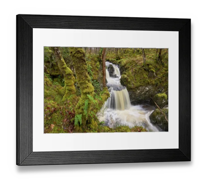 Framed Print : Waterfall in Oak (Quercus sp.) woodland with epiphytic ferns, Wood of Cree, Dumfries and Galloway. Scotland, UK. March, 2023 Framed Print : Waterfall in Oak (Quercus sp.) woodland with epiphytic ferns, Wood of Cree, Dumfries and Galloway. Scotland, UK. March, 2023