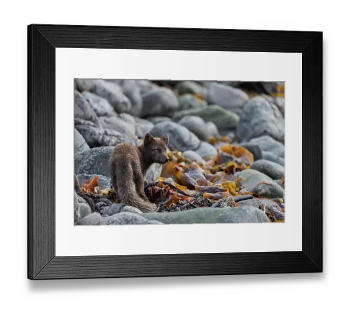 Framed Print : Arctic fox (Vulpes lagopus) blue colour morph in summer coat, feeding on Kelp fly (Coelopa sp.) larvae along the coast, Hornvik, Hornstrandir, Westfjords, Iceland. July Framed Print : Arctic fox (Vulpes lagopus) blue colour morph in summer coat, feeding on Kelp fly (Coelopa sp.) larvae along the coast, Hornvik, Hornstrandir, Westfjords, Iceland. July
