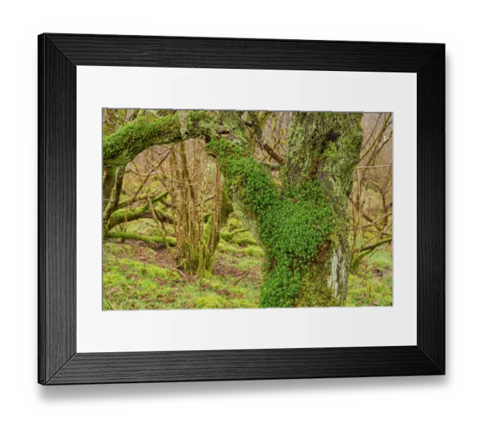 Framed Print : Moss-covered Oak (Quercus sp) woodland. Wood of Cree, Dumfries and Galloway, Scotland, UK. March Framed Print : Moss-covered Oak (Quercus sp) woodland. Wood of Cree, Dumfries and Galloway, Scotland, UK. March