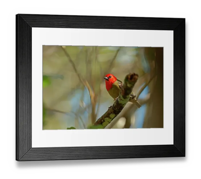 Framed Print : Mauritius fody (Foudia rubra) perched on branch, Ile aux Aigrettes, Mauritius. Critically endangered Framed Print : Mauritius fody (Foudia rubra) perched on branch, Ile aux Aigrettes, Mauritius. Critically endangered