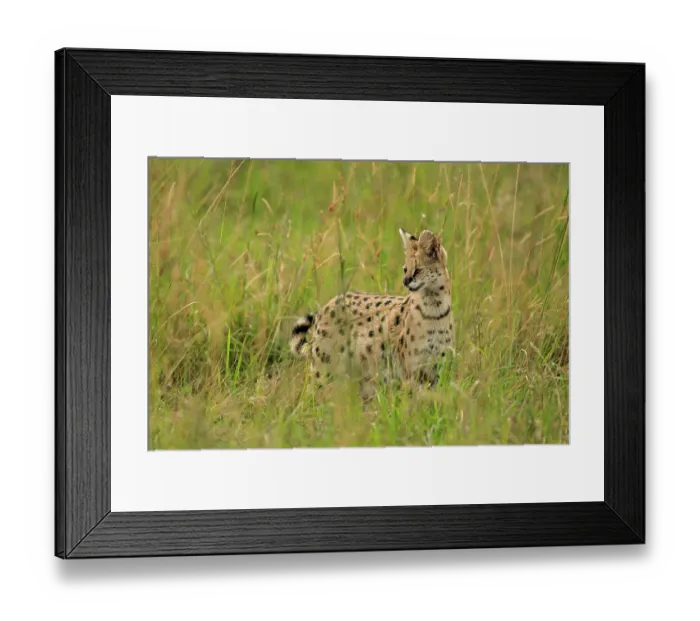 Framed Print : Serval (Leptailurus serval) hunting in long grass of the savanna, Mara Triangle, Kenya Framed Print : Serval (Leptailurus serval) hunting in long grass of the savanna, Mara Triangle, Kenya