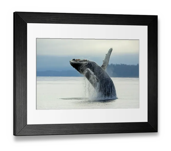 Framed Print : Humpback whale (Megaptera novaeangliae) breaching, Frederick Sound, Alaska, USA, Pacific Ocean Framed Print : Humpback whale (Megaptera novaeangliae) breaching, Frederick Sound, Alaska, USA, Pacific Ocean