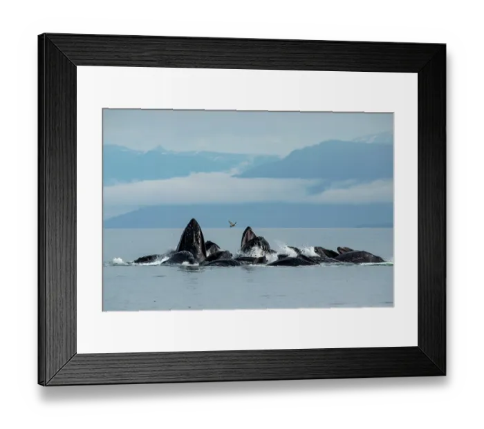 Framed Print : Humpback whale (Megaptera novaeangliae) pod bubble-net feeding at water surface, Frederick Sound, Alaska, USA, Pacific Ocean
