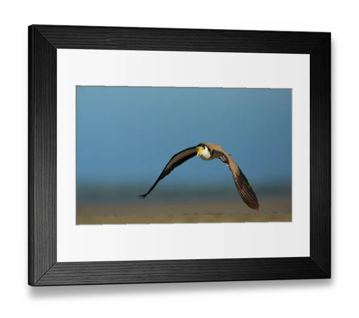 Framed Print : Masked lapwing (Vanellus miles) in flight over mudflats, Moreton Bay, Queensland, Australia Framed Print : Masked lapwing (Vanellus miles) in flight over mudflats, Moreton Bay, Queensland, Australia