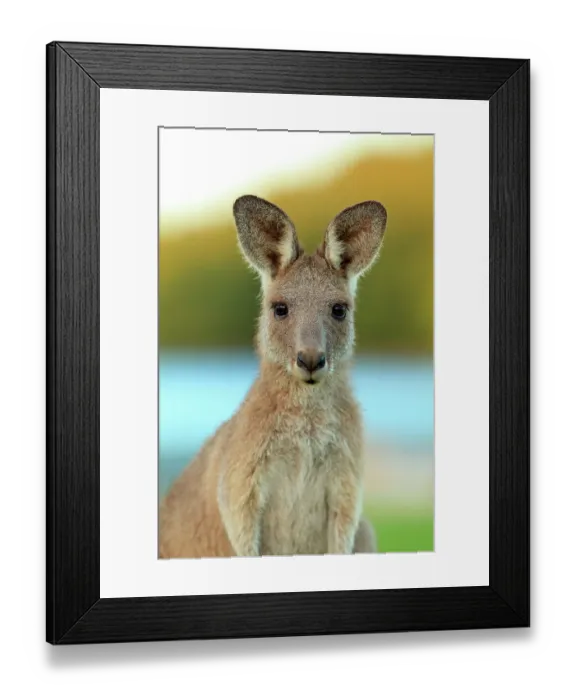 Framed Print : Eastern grey kangaroo (Macropus giganteus) juvenile, portrait, Toorbul, Queensland, Australia Framed Print : Eastern grey kangaroo (Macropus giganteus) juvenile, portrait, Toorbul, Queensland, Australia