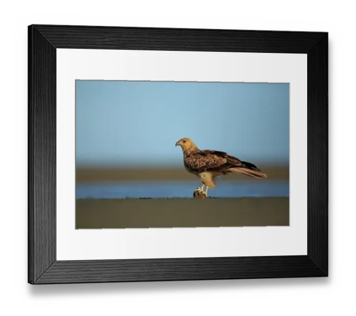 Framed Print : Whistling kite (Haliastur sphenurus) perched on piece of animal bone washed up on mud flats, Moreton Bay, Queensland, Australia Framed Print : Whistling kite (Haliastur sphenurus) perched on piece of animal bone washed up on mud flats, Moreton Bay, Queensland, Australia