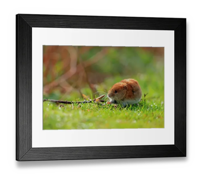 Framed Print : Skomer vole (Clethrionomys glareolus skomerensis) feeding on grass, Skomer Island, Wales, UK. April Framed Print : Skomer vole (Clethrionomys glareolus skomerensis) feeding on grass, Skomer Island, Wales, UK. April