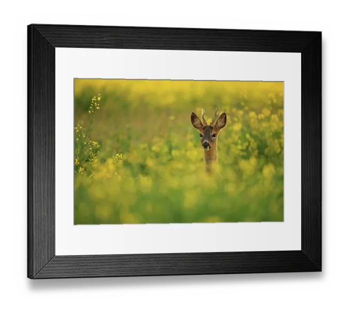 Framed Print : Roe deer (Capreolus capreolus) buck, standing in field of flowering Rapeseed (Brassica napus) at dusk, South Downs National Park, Hampshire, UK. May Framed Print : Roe deer (Capreolus capreolus) buck, standing in field of flowering Rapeseed (Brassica napus) at dusk, South Downs National Park, Hampshire, UK. May