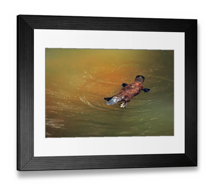 Framed Print : Platypus (Ornithorhynchus anatinus) swimming at surface of a creek, Eungella National Park, Queensland, Australia Framed Print : Platypus (Ornithorhynchus anatinus) swimming at surface of a creek, Eungella National Park, Queensland, Australia