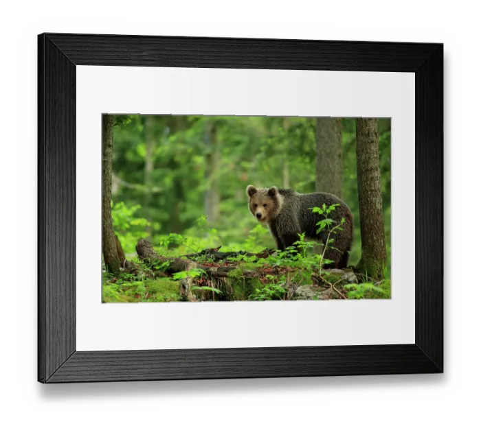 Framed Print : European brown bear (Ursos arctos) standing in forest, Dinaric Alps, Slovenia. May Framed Print : European brown bear (Ursos arctos) standing in forest, Dinaric Alps, Slovenia. May