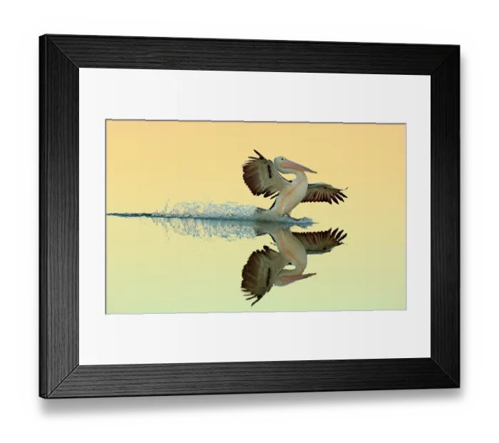 Framed Print : Australian pelican (Pelecanus conspicillatus) landing in shallow water of a mangrove lagoon at dusk, Urunga Heads, New South Wales, Australia Framed Print : Australian pelican (Pelecanus conspicillatus) landing in shallow water of a mangrove lagoon at dusk, Urunga Heads, New South Wales, Australia