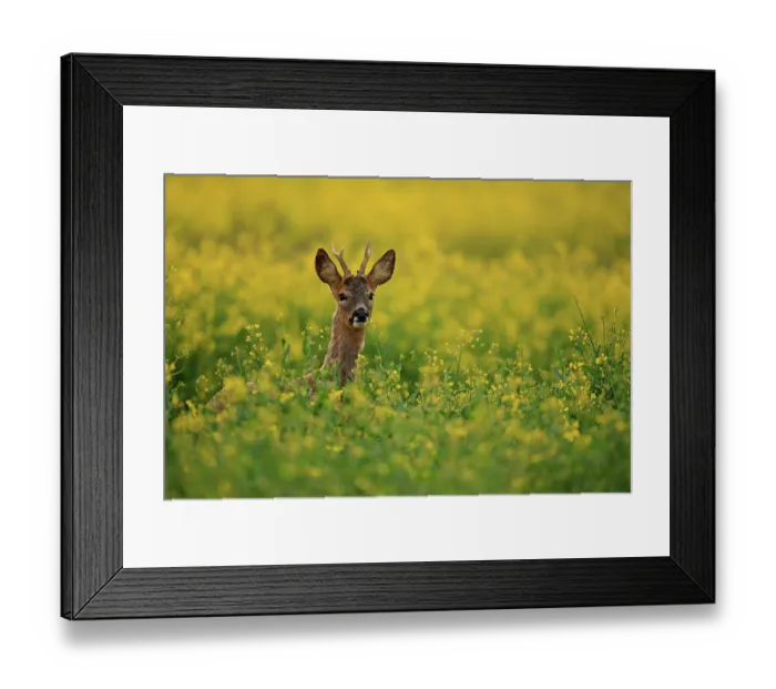 Framed Print : Roe deer (Capreolus capreolus) buck, standing in field of flowering Rapeseed (Brassica napus) at dusk, South Downs National Park, Hampshire, UK. May