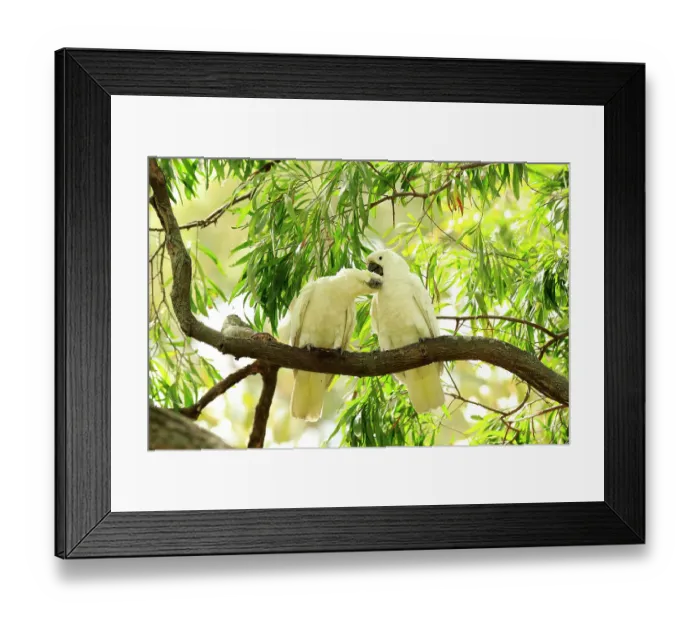 Framed Print : Sulphur-crested cockatoo (Cacatua galerita) pair, allopreening perched in Eucalyptus (Eucalyptus sp.) tree, Botanical Gardens, Sydney, New South Wales, Australia Framed Print : Sulphur-crested cockatoo (Cacatua galerita) pair, allopreening perched in Eucalyptus (Eucalyptus sp.) tree, Botanical Gardens, Sydney, New South Wales, Australia