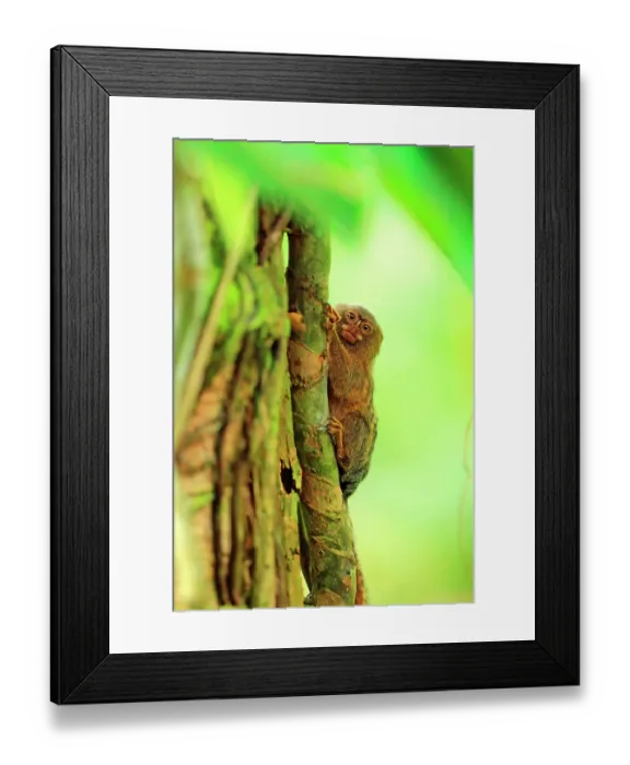 Framed Print : Eastern pygmy marmoset (Cebuella niveiventris) clinging to a vine in the Amazon rainforest, Ecuador Framed Print : Eastern pygmy marmoset (Cebuella niveiventris) clinging to a vine in the Amazon rainforest, Ecuador