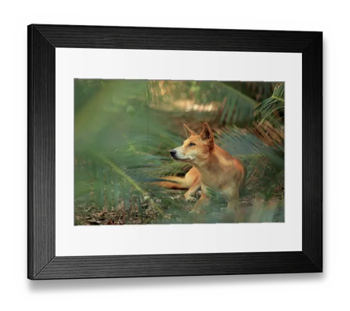 Framed Print : Dingo (Canis lupus dingo) resting in palm grove, Fraser Island, Queensland, Australia Framed Print : Dingo (Canis lupus dingo) resting in palm grove, Fraser Island, Queensland, Australia