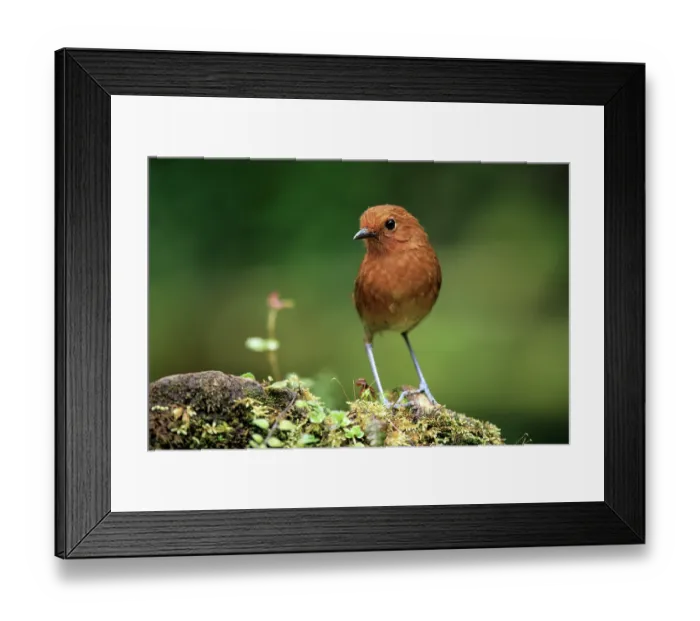 Framed Print : Chami antpitta (Grallaria alvarezi) perched on a log in cloud forest, Jardin, Colombia Framed Print : Chami antpitta (Grallaria alvarezi) perched on a log in cloud forest, Jardin, Colombia