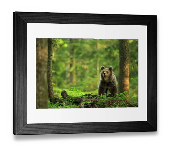 Framed Print : European brown bear (Ursus arctos) standing in forest, Dinaric Alps, Slovenia. May Framed Print : European brown bear (Ursus arctos) standing in forest, Dinaric Alps, Slovenia. May
