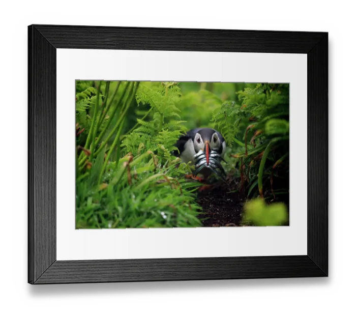 Framed Print : Atlantic puffin (Fratercula arctica) walking through bracken towards its burrow with beak full of fish, Skomer Island, Pembrokeshire, Wales, UK. May Framed Print : Atlantic puffin (Fratercula arctica) walking through bracken towards its burrow with beak full of fish, Skomer Island, Pembrokeshire, Wales, UK. May
