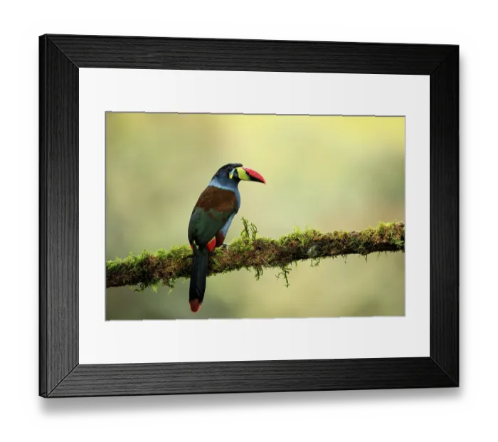 Framed Print : Grey-breasted mountain toucan (Andigena hypoglauca) perched on branch in cloud forest, Nevado del Ruiz, Colombia Framed Print : Grey-breasted mountain toucan (Andigena hypoglauca) perched on branch in cloud forest, Nevado del Ruiz, Colombia