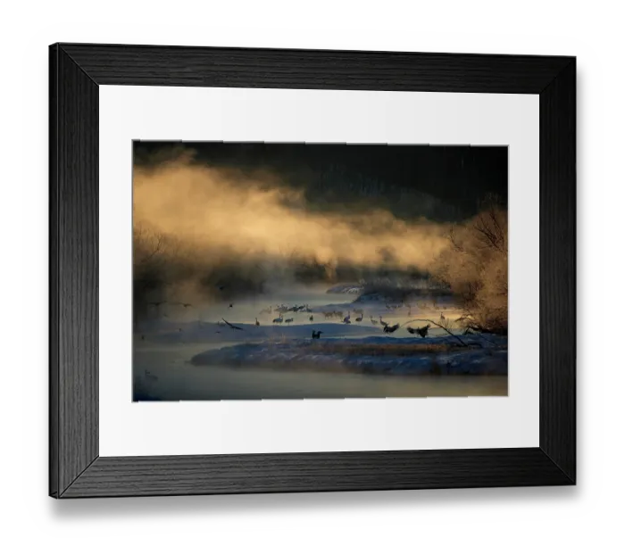 Framed Print : Red-crowned cranes (Grus japonensis) flock and three Sika deers (Cervus nippon) wading in river at sunrise in winter, Hokkaido, Japan. January Framed Print : Red-crowned cranes (Grus japonensis) flock and three Sika deers (Cervus nippon) wading in river at sunrise in winter, Hokkaido, Japan. January