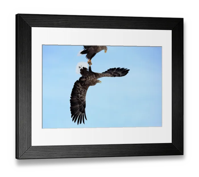Framed Print : Two White-tailed eagles (Haliaeetus albicilla) fighting over food mid-air, Lake Furen, Hokkaido, Japan Framed Print : Two White-tailed eagles (Haliaeetus albicilla) fighting over food mid-air, Lake Furen, Hokkaido, Japan