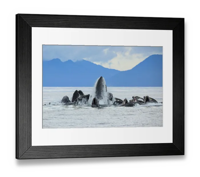 Framed Print : Humpback whale (Megaptera novaeangliae) pod bubble-net feeding at water surface, Frederick Sound, Alaska, USA, Pacific Ocean Framed Print : Humpback whale (Megaptera novaeangliae) pod bubble-net feeding at water surface, Frederick Sound, Alaska, USA, Pacific Ocean