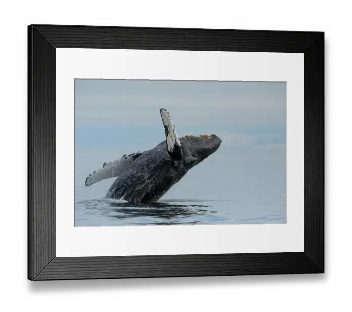 Framed Print : Humpback whale (Megaptera novaeangliae) breaching, Frederick Sound, Alaska, USA, Pacific Ocean Framed Print : Humpback whale (Megaptera novaeangliae) breaching, Frederick Sound, Alaska, USA, Pacific Ocean