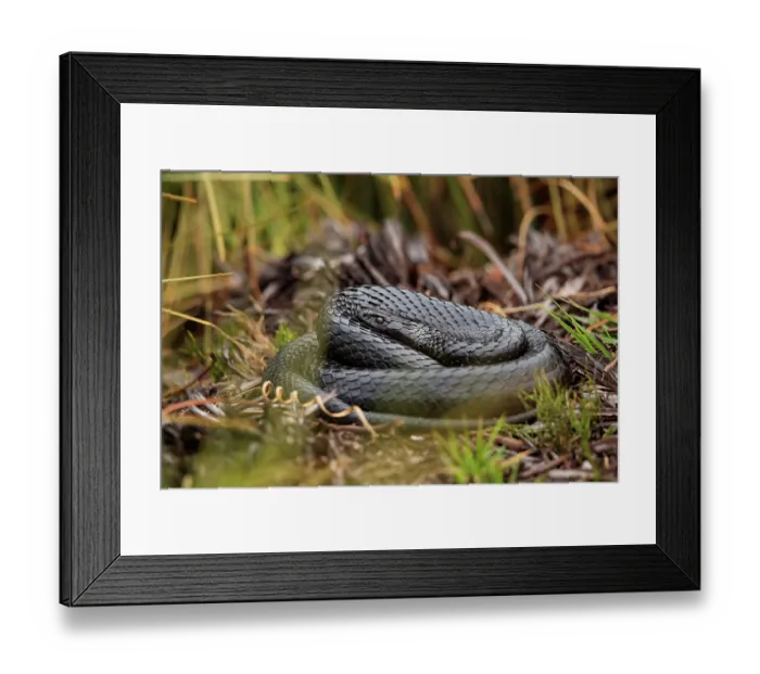 Framed Print : Tiger snake (Notechis scutatus) black morph coiled up, basking on open ground, Cradle Mountain National Park, Tasmania, Australia Framed Print : Tiger snake (Notechis scutatus) black morph coiled up, basking on open ground, Cradle Mountain National Park, Tasmania, Australia