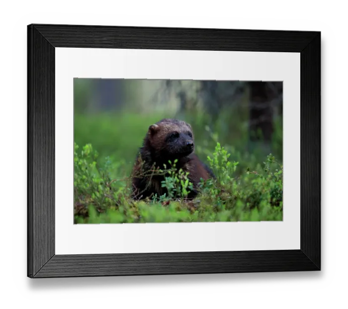 Framed Print : Wolverine (Gulo gulo) standing among Common bilberry (Vaccinium myrtillus) on forest floor, Finland. June Framed Print : Wolverine (Gulo gulo) standing among Common bilberry (Vaccinium myrtillus) on forest floor, Finland. June