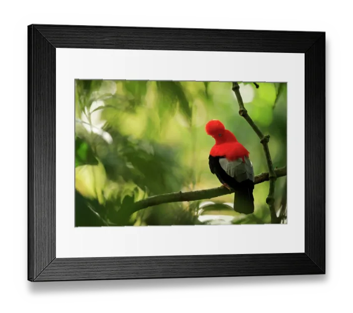 Framed Print : Andean cock-of-the-rock (Rupicola peruvianus) male, perched on branch close to lek site, Jardin, Colombia Framed Print : Andean cock-of-the-rock (Rupicola peruvianus) male, perched on branch close to lek site, Jardin, Colombia