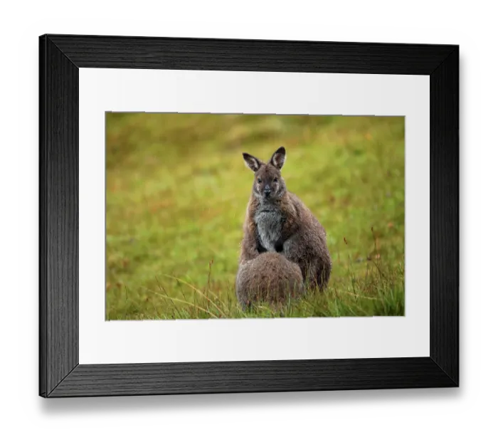 Framed Print : Bennett's wallaby (Notamacropus rufogriseus) female, suckling its joey in the rain on a high altitude meadow, Cradle Mountain National Park, Tasmania, Australia Framed Print : Bennett's wallaby (Notamacropus rufogriseus) female, suckling its joey in the rain on a high altitude meadow, Cradle Mountain National Park, Tasmania, Australia