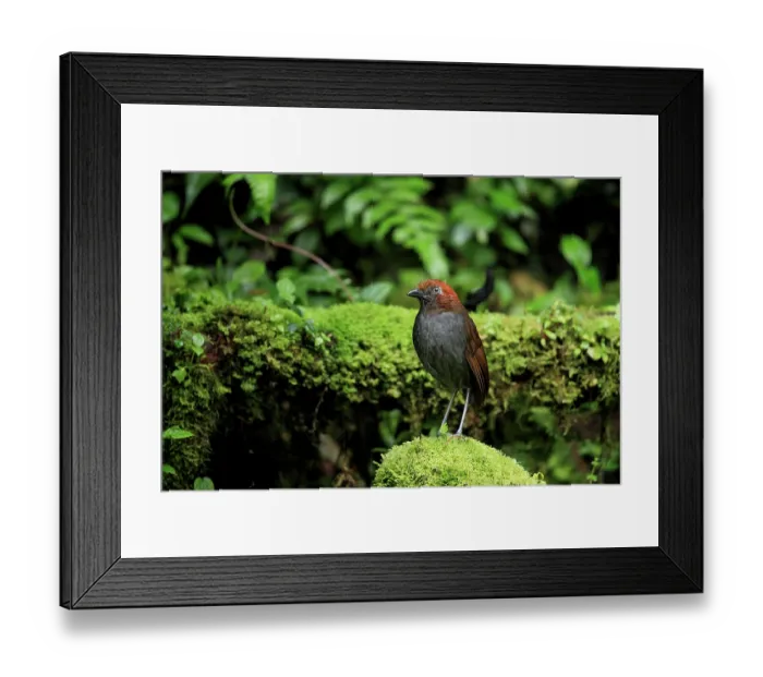 Framed Print : Chestnut-naped antpitta (Grallaria nuchalis) perched on mossy log, Jardin, Colombia Framed Print : Chestnut-naped antpitta (Grallaria nuchalis) perched on mossy log, Jardin, Colombia