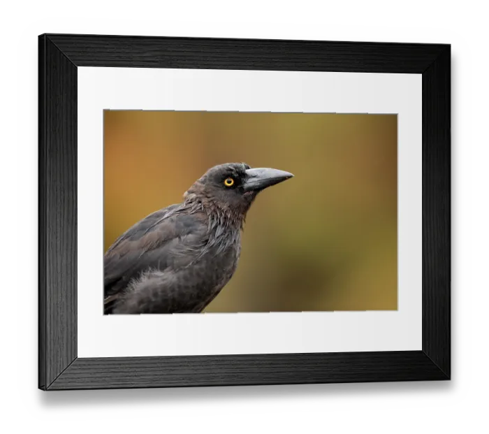 Framed Print : Black currawong (Strepera fuliginosa) portrait, Cradle Mountain National Park, Tasmania, Australia Framed Print : Black currawong (Strepera fuliginosa) portrait, Cradle Mountain National Park, Tasmania, Australia