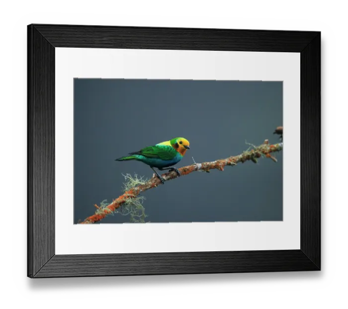 Framed Print : Multi-coloured tanager (Chlorochrysa nitidissima) male, perched on branch, La Florida - El Bosque de las Aves, Colombia Framed Print : Multi-coloured tanager (Chlorochrysa nitidissima) male, perched on branch, La Florida - El Bosque de las Aves, Colombia