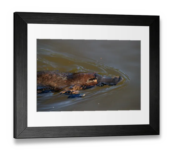 Framed Print : Platypus (Ornithorhynchus anatinus) swimming across water surface in lake, Tasmania, Australia Framed Print : Platypus (Ornithorhynchus anatinus) swimming across water surface in lake, Tasmania, Australia