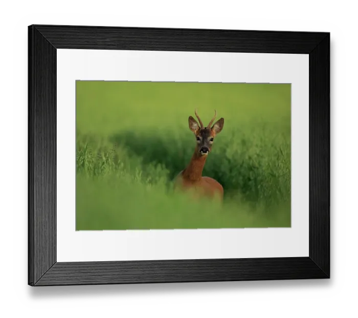Framed Print : Roe deer (Capreolus capreolus) buck, standing alert in Oat (Avena sativa) field, South Downs National Park, Hampshire, UK. July