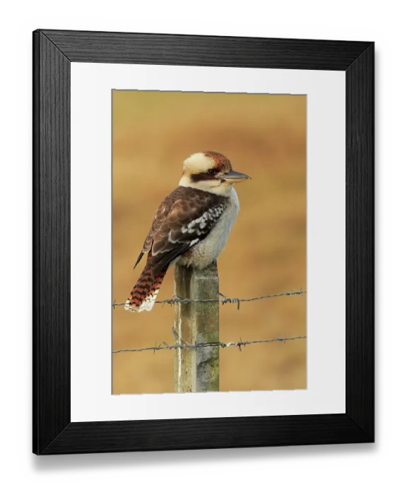 Framed Print : Laughing kookaburra (Dacelo novaeguineae) perched on fence post, Kangaroo Valley, New South Wales, Australia Framed Print : Laughing kookaburra (Dacelo novaeguineae) perched on fence post, Kangaroo Valley, New South Wales, Australia
