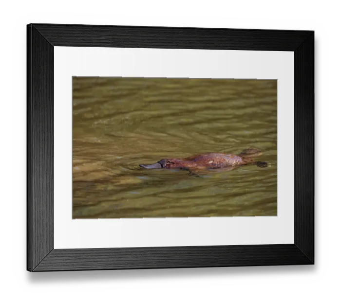 Framed Print : Platypus (Ornithorhynchus anatinus) swimming on surface of lake, Tasmania, Australia Framed Print : Platypus (Ornithorhynchus anatinus) swimming on surface of lake, Tasmania, Australia